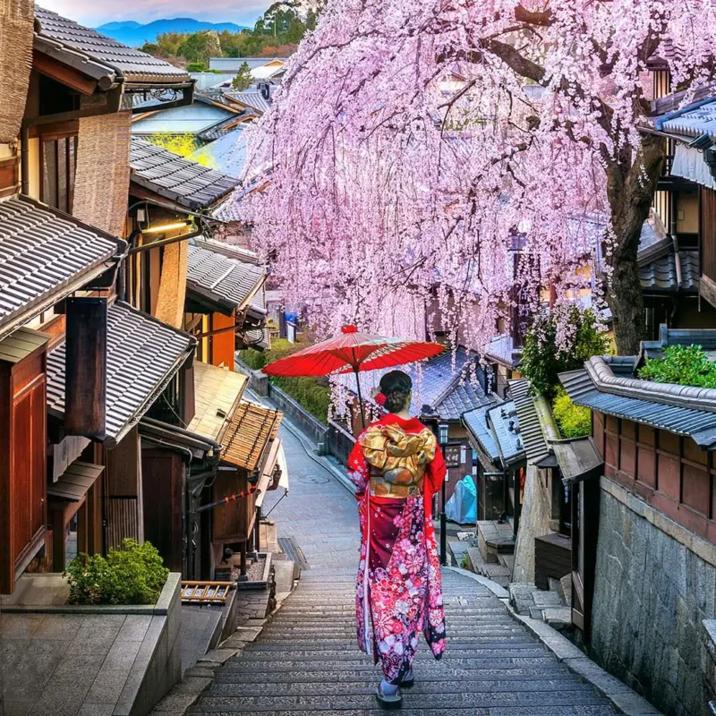 1080-cherry-blossoms-kyoto-japan